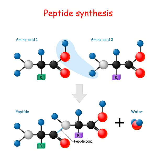 The bounding of 2 amino acids creates a peptide, which also releases a water molecule&nbsp;