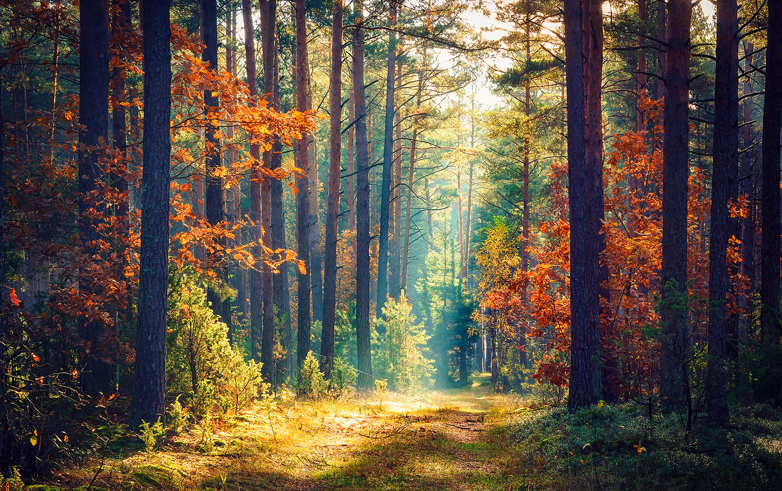 shutterstock_766886038-2